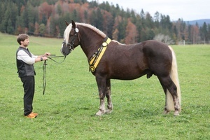 Körsieger Viviano von Valention, ZG Leichtenstern, Prebitz (Foto Doris Matthaes) Körsieger Viviano von Valention, ZG Leichtenstern, Prebitz (Foto Doris Matthaes)