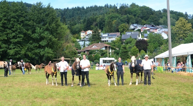 Siegerfohlen Kohlenbach