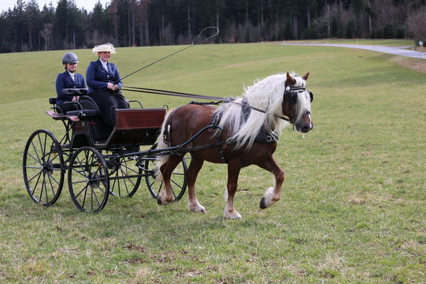 Rubiniero    (Foto Alfred Schwr)