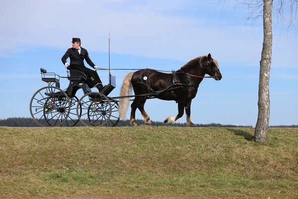 Dachsbub    (Foto Alfred Schwr)