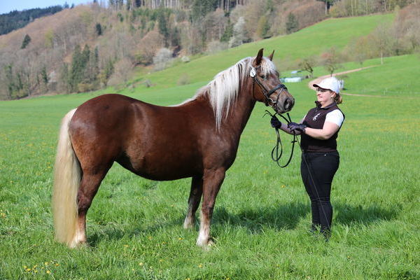 -Reservesiegerstute Elzach: Feengold, Note 7,74, Jasmin Zehnle, Schuttertal, Foto Alfred Schwr