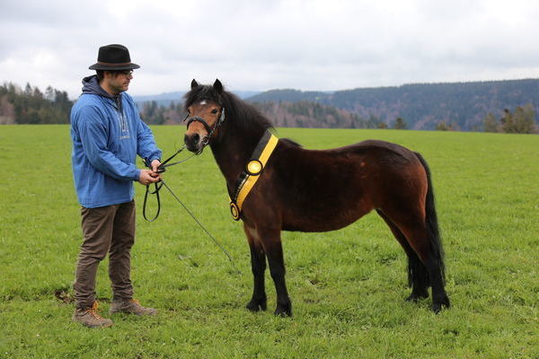 Siegerstute Ponys: Dartmoorpony Wayana, Note 7,5, von Simon Blattert, Bonndorf, Foto Alfred Schwr