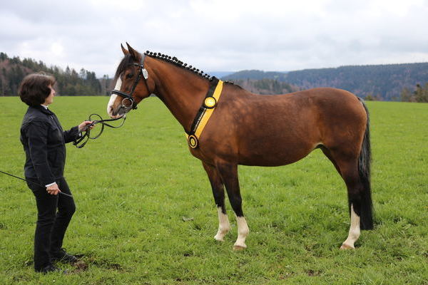 -Deutsche Reitponystute Alisha von Jessica Albrecht, Teningen, Foto Alfred Schwr