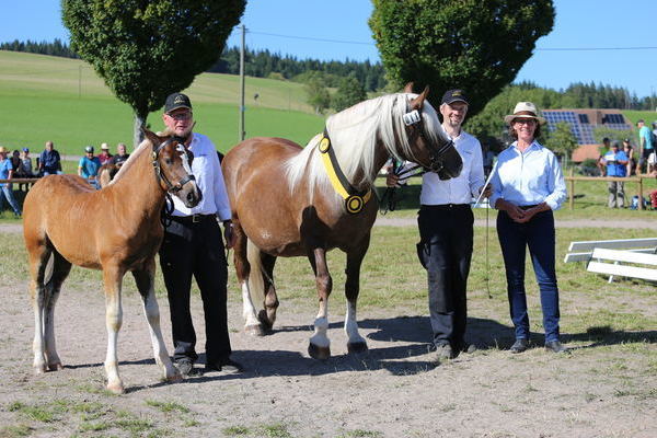 Siegerfohlen von Familie Rissler /Trnkle (Foto Alfred Schwr)