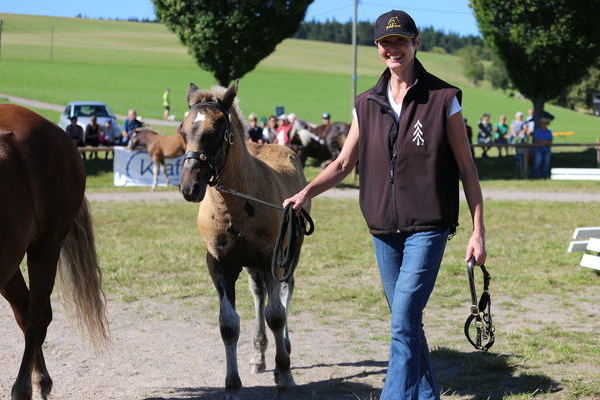 Goldfohlen von Sabine Rosenfelder (Foto Alfred Schwr)