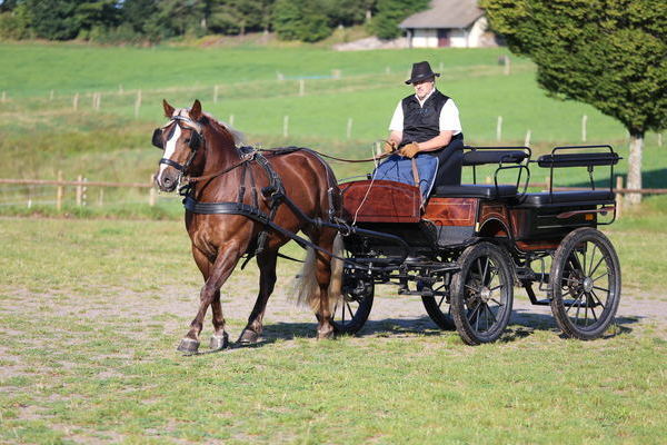 Fanny von Dachs, Note 7,88, Besitzer Karlheinz Reichmann, Weilheim (Foto Alfred Schwr)