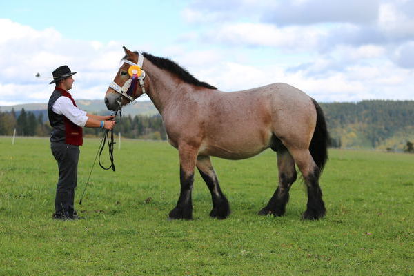 Rocco vom Bilgerhof Pritzi