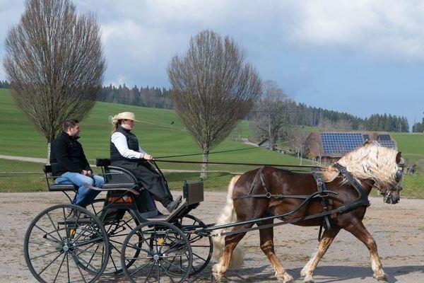 Hengst Deckstation Schulthei� (Foto Wolfgang Scheu).