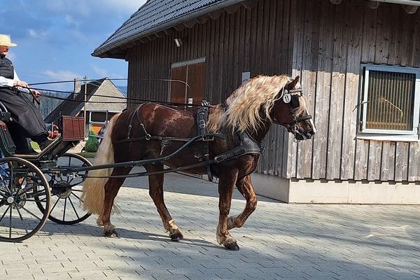 Hengst Rotgold Deckstation Pfullendorf