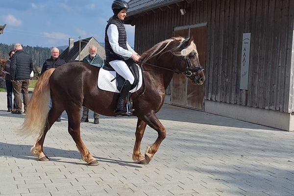 Hengst Wirbelwind Deckstation Pfullendorf