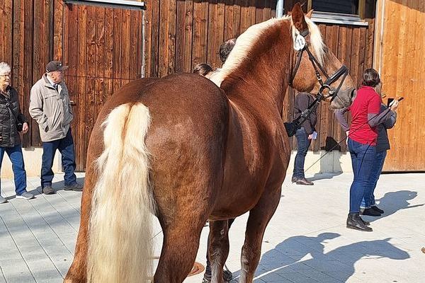 Denni, Deckstation Britta Harter, Gengenbach