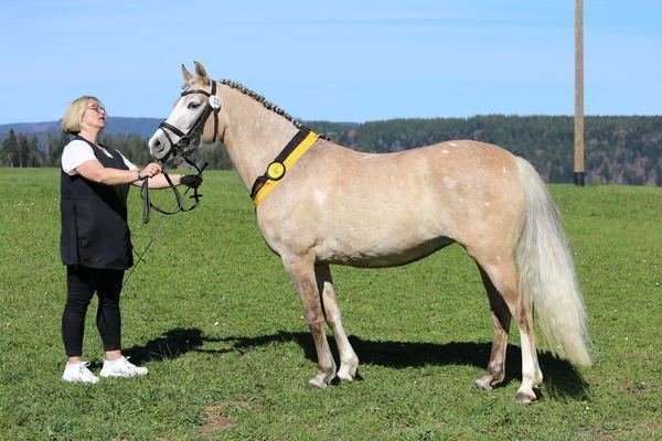 Delaila (Deutsches Reitpony) Note 7,57, Familie Lehmann, Gengenbach