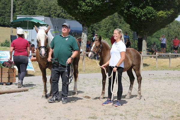 Stutfohlen "Elza" von Falkenstein, Z: ZG Wendel-Schr�der, Althornbach, Gold (Foto: Alfred Schw�r)