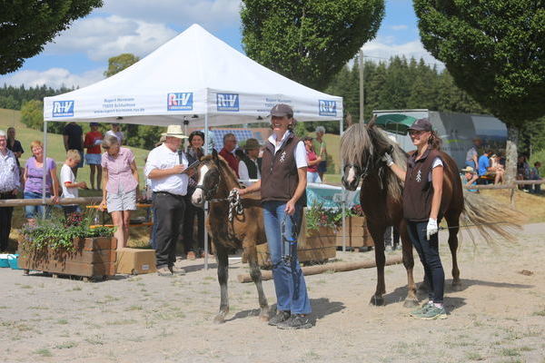 Hengstfohlen "Marco" von Markstein, Z: Sabine Rosenfelder, Furtwangen , Gold, (Foto: Alfred Schw�r)