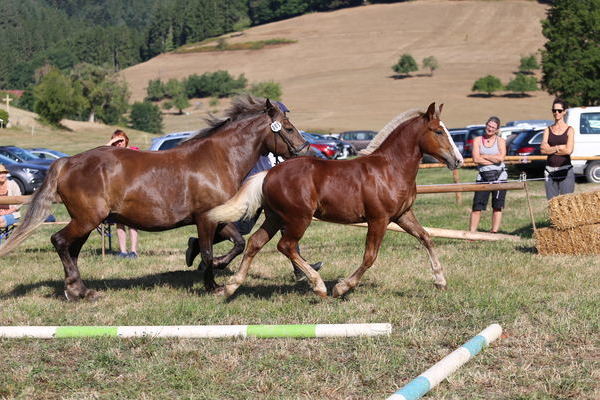 Hengstfohlen "Moreno B" von Markward, Z: Markus Becherer, Elzach , Silber, (Foto Alfred Schw�r)