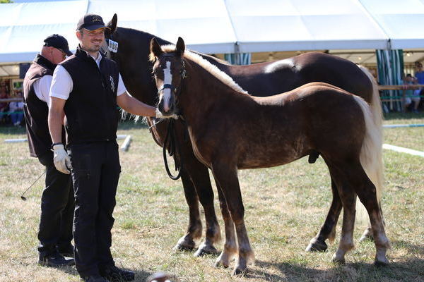 Hengstfohlen Reservesieger "Montaro" von Markward, Z: Bianca und Thomas Tr�nkle, Biederbach (Foto Alfred Schw�r)