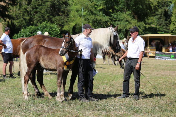 Hengstfohlen Reservesieger "Montaro" von Markward, Z: Bianca und Thomas Tr�nkle, Biederbach (Foto Alfred Schw�r)
