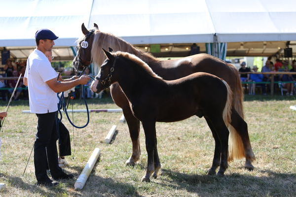 Hengstfohlen "Vitus Roxano B" von Von Baden, Z: Markus Becherer, Elzach, Gold, (Foto Alfred Schw�r)