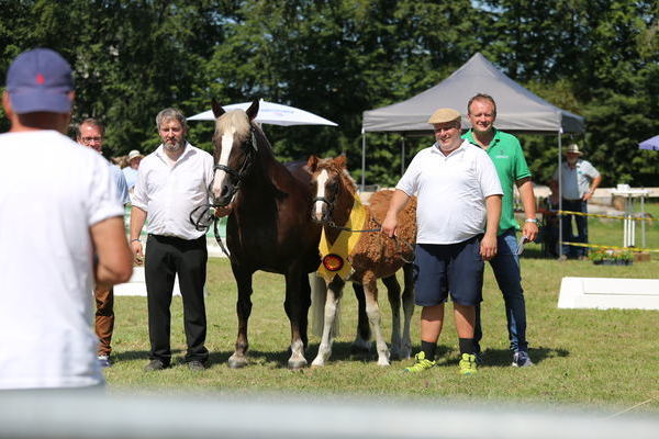 Siegerfohlen Hengstfohlen "Michel SL" von Marcellus, Z: ZG Schweighart & Leon, Kisslegg, (Foto Alfred Schw�r)