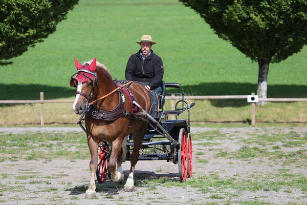 Polly, 4j., Note 8,09, Martin Erler, Dormettingen  (Foto Alfred Schw�r)