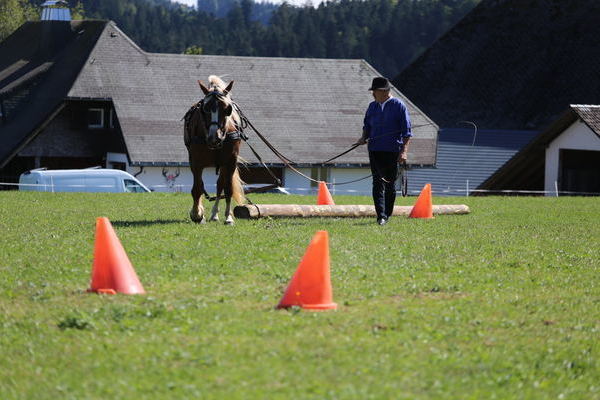 Polly, 3j. Note 7,74, Alwine Prison, Trier, Vorsteller Helmut Faller (Fahren), Klaus Tritschler (Ziehen)  (Foto Alfred Schw�r)