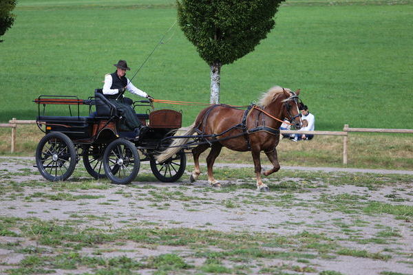 Iduna, 6j, Note 7,64, Wolfgan Walter, Breitnau  (Foto Alfred Schw�r)