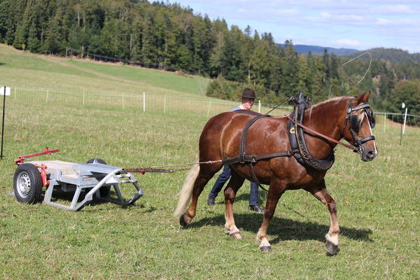 Iduna, 6j, Note 7,64, Wolfgan Walter, Breitnau  (Foto Alfred Schw�r)