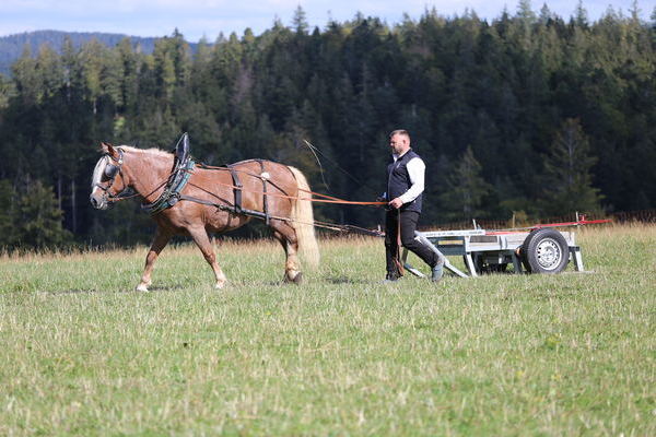 Simona, 14j, Note 8,60, ZG Wendel- Schr�der, Althornbach, Vorsteller: Roland Finsterwald  (Foto Alfred Schw�r)
