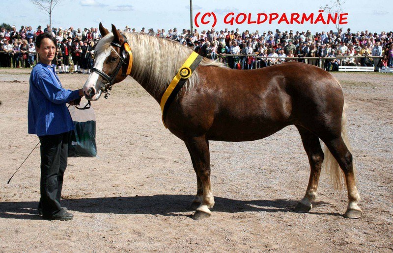 Rossfest St Margen 2013 Bilder