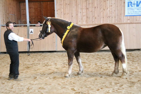 Feine Violetta von Vogtsberg, SIEGERIN 3j. Z+B: ZG Schmidt/Schröder Offenburg (A.Schwär)