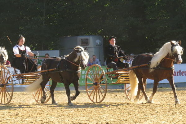 Einspännerquadrille vom Haupt- und Landgestüt Marbach (Foto : Erika Krämer)