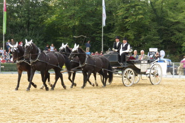 Vierspänner Schweres Warmblut (Foto : Erika Krämer)