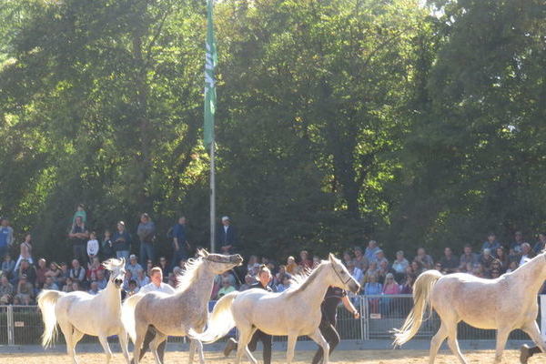 Araberherde vom HuL Marbach (Foto : Erika Krämer)