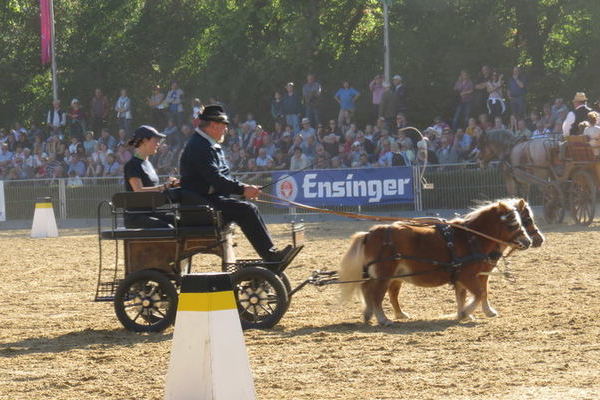 Fritz Buderer aus Freiamt mit Mini-Shettys (Foto : Erika Krämer)