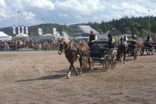 Fahrquadrille mit 16 Einspännern von der Schwarzwälder Pferdezuchtgenossenschaft