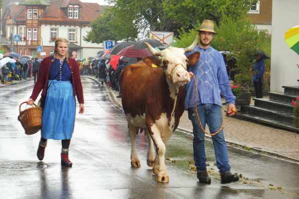 Vorderwälder  Milchkuh