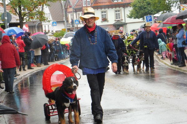 Bernersennenhundegespann