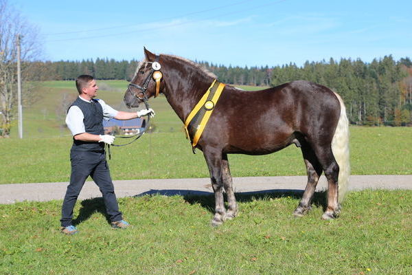 K&ouml;rsieger Rodewald von Ramstein&comma; Z&colon; Mansuet Ri&szlig;ler&comma; B&colon; HuL Marbach