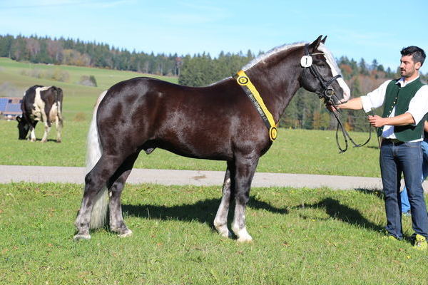 Reservesieger Von Baden von Vulkan&comma; Z&period;&plus; B&period; Familie Finsterwald