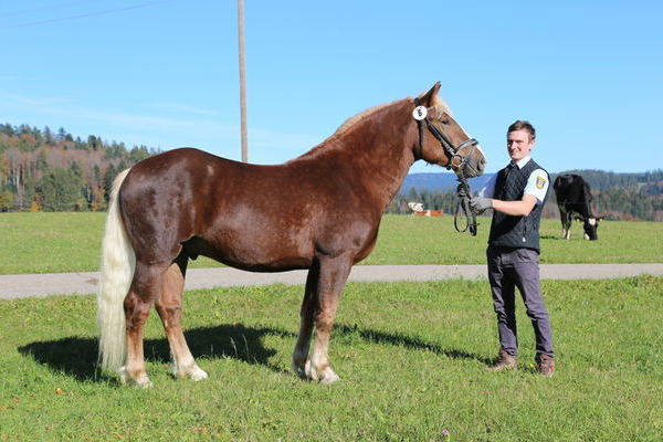 Gek&ouml;rt&colon; Dachsstein von Dachsbub&comma; Z&colon; ZG M&uuml;ller&sol;Escher&comma; B&colon; HuL Marbach