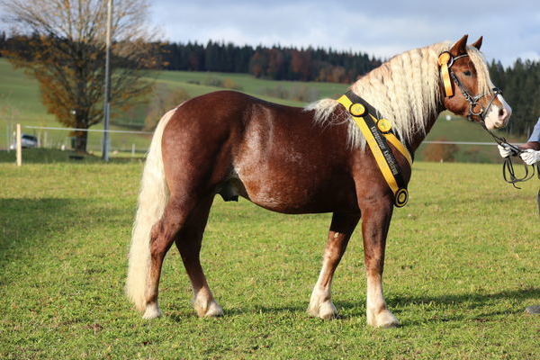 Körsieger Falcone von Federsee, B: HuL Marbach, Z: Gisela Siewert (Foto: Alfred Schwär)