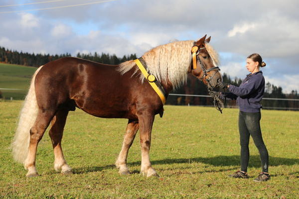 Ventor von Vento, B: HuL Marbach, Z: Familie Blattert, Bonndorf (Foto: Alfred Schwär)