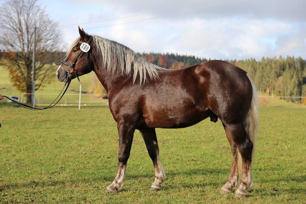 Valegro von Vulkan, B: Werner Schultheiß, Z: Frank Heidan, Neschwitz (Foto: Alfred Schwär)