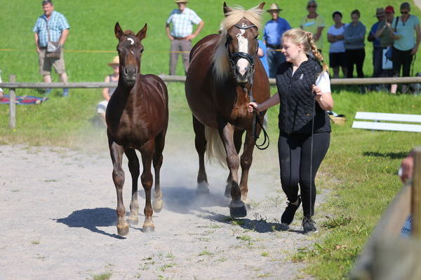 Hengstfohlen "Rhodos" von Rodewald, 32 Punkte, Silber, Jessica Dold, St.Märgen (Foto Alfred Schwär)