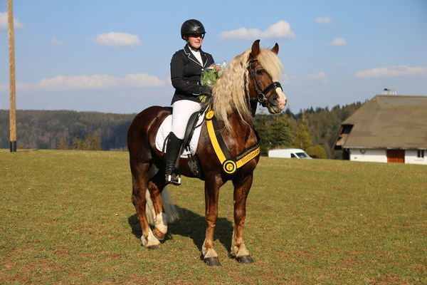 Hauptprämienhengst Rubiniero mit Svenja Schultheiß, Z: Edgar Messmer, Engen, B: Werner Schultheiß Pfullendorf (Foto Alfred Schwär)