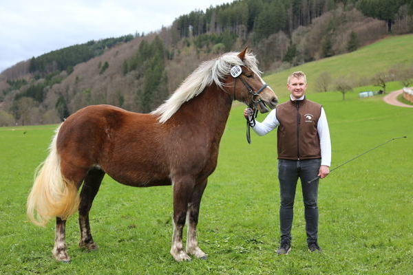 "Feengold vom Schmalzenhof" Note 7,5 (Foto Alfred Schwär)