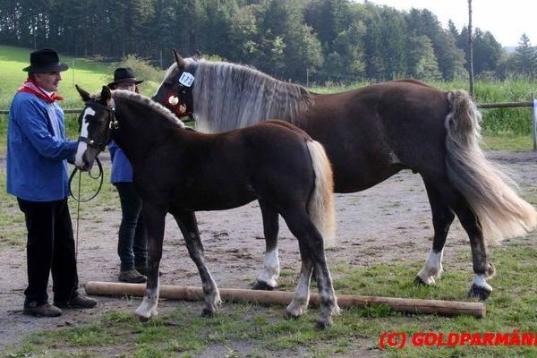 Dagobert von Donner, Familie Hug, Furtwangen