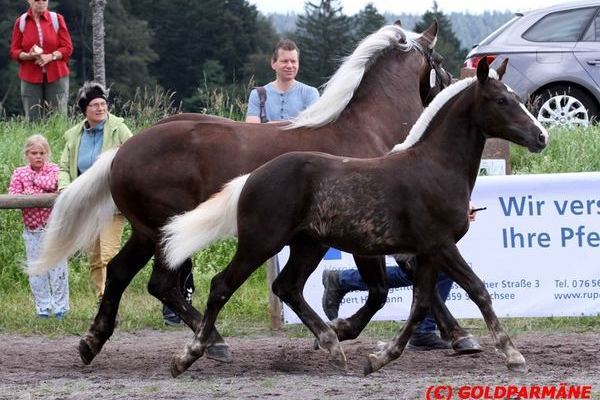 Janna Rabea S von Roter Milan, Georg Schweighart, Kisslegg