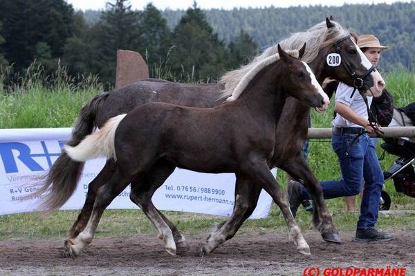Franka Ravena S von Roter Milan, Georg Schweighart, Kisslegg