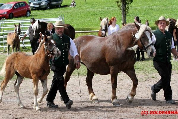 Wälderblitz von Wildschütz, Familie Singler, Schuttertal